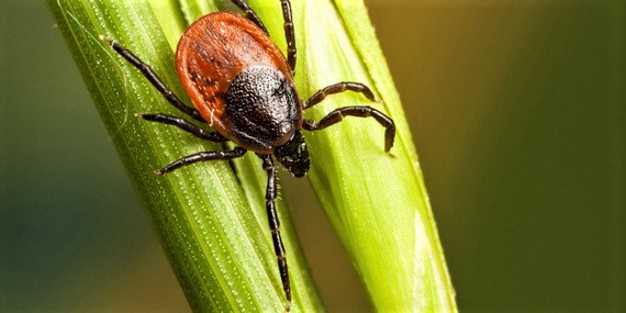TICK TESTING - DESCRIPTION OF THE TESTS 